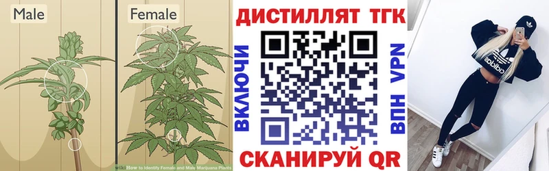 цены наркотик  Новоузенск  Дистиллят ТГК THC oil 